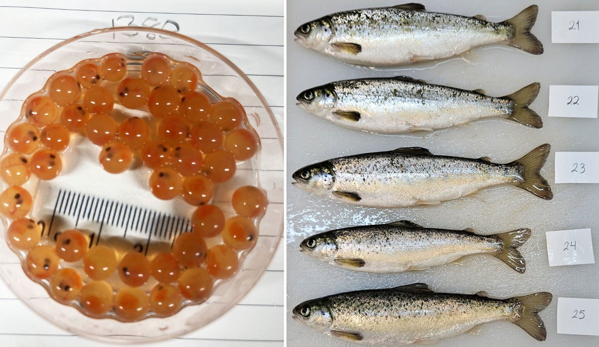 
To foto ved sidan av kvarandre. Det eine er av ei blank skål som er fylt med lakseegg. Desse ser ut som oransje klinkekuler med auger. På bildet ved sidan av er det seks fiskar som ligg på rad.