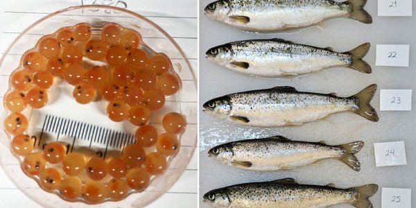 

To foto ved sidan av kvarandre. Det eine er av ei blank skål som er fylt med lakseegg. Desse ser ut som oransje klinkekuler med auger. På bildet ved sidan av er det seks fiskar som ligg på rad.