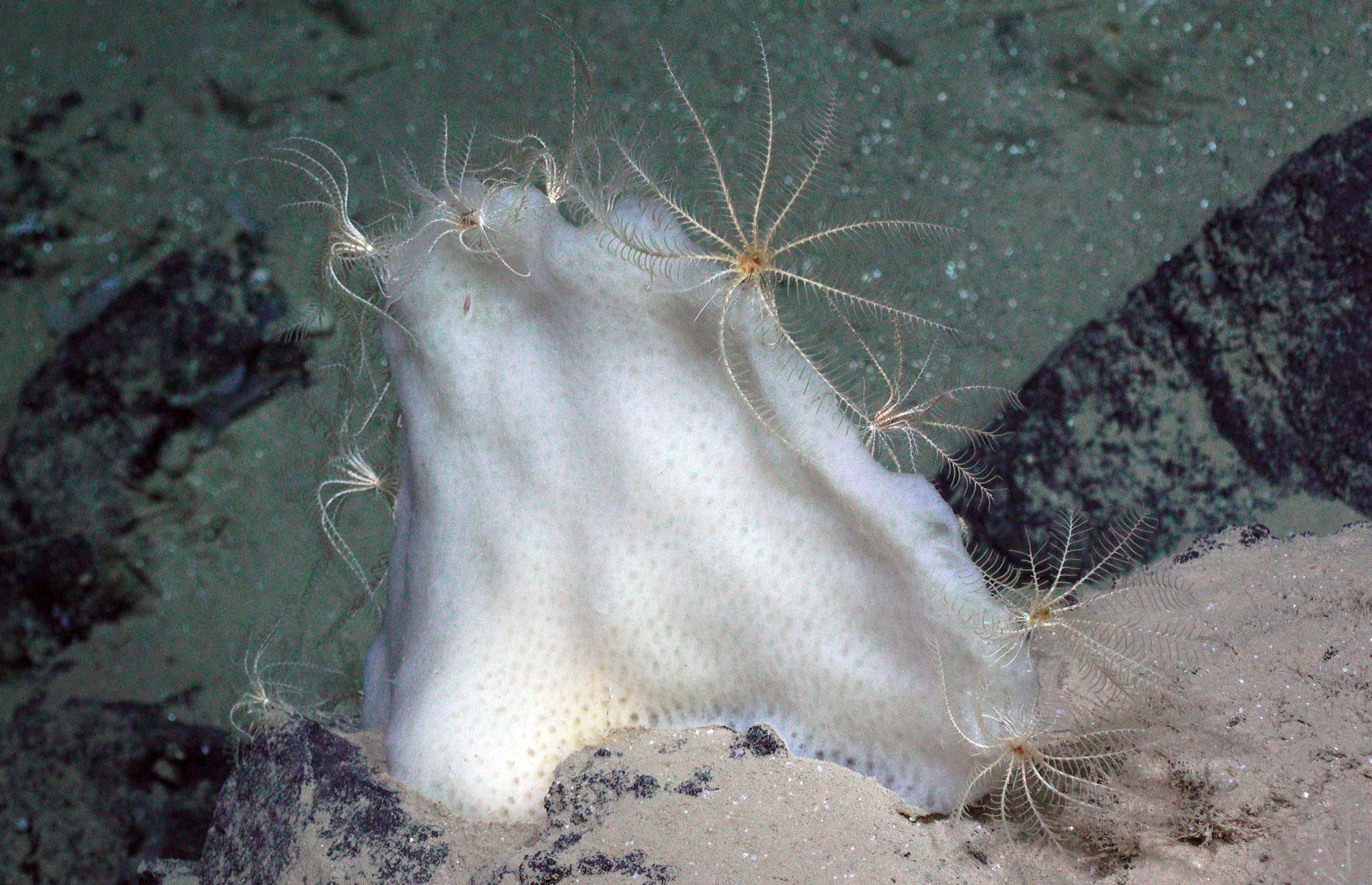 Foto av noe som har øreform og vokser opp fra havbunnen. På kanten sitter det flere små dyr med lange fjærliknende armer som stikker ut til alle kanter.