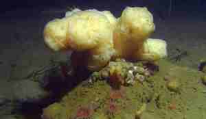 Bilde av en lys gul svamp på havbunn.