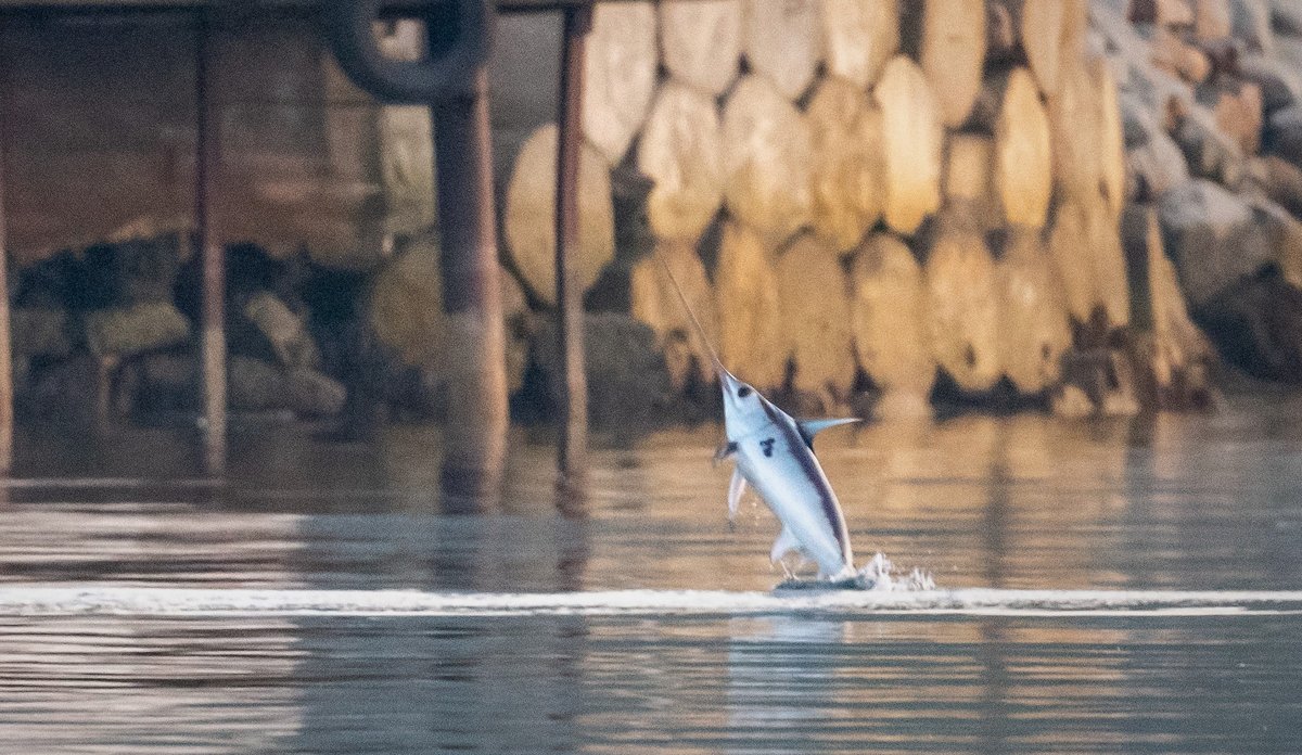 
Sverdfisk kommer hoppende opp fra vannflaten atmed en brygge.