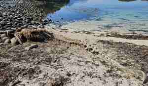 skjelett av tannhval i sanden