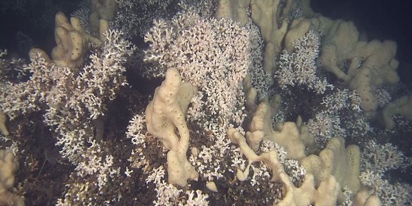 

Koraller som står tett i tett. Innimellom vokser det svamper.