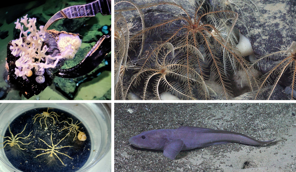 
Samansett foto av fire bilete: Ei metallklo som løftar noko som kan sjå ut som ein liten kveil med tynt tau, ein fisk på sandbotn, ei skål med noko som ser ut som edderkoppar med ekstra lange bein og steinar der det sit eit dyr som det veks lange fjærliknande armar ut frå.