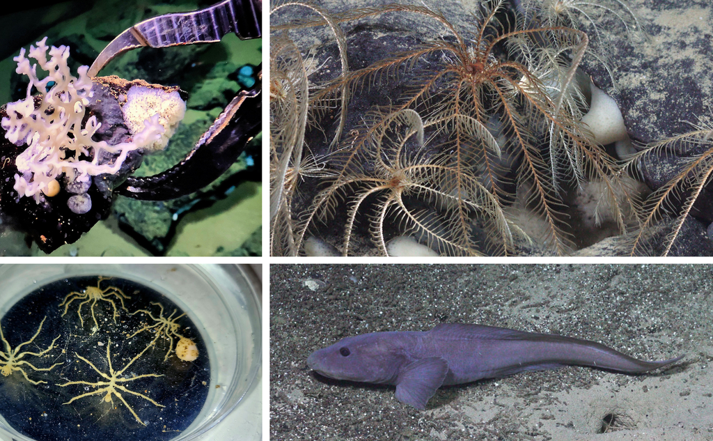 Samansett foto av fire bilete: Ei metallklo som løftar noko som kan sjå ut som ein liten kveil med tynt tau, ein fisk på sandbotn, ei skål med noko som ser ut som edderkoppar med ekstra lange bein og steinar der det sit eit dyr som det veks lange fjærliknande armar ut frå.