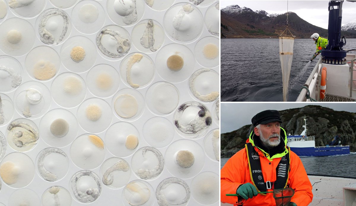 
Kolasj av tre bilder: ett med fiskeegg der en kan se eggene på ulike utviklingsnivå, ett der det henger en egghov utenfor båten mens en person spyler den og ett bilde av en mann som sitter i en liten båt.