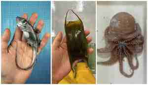 kollasj av en liten havmus, en eggkapsel, og en blekksprut