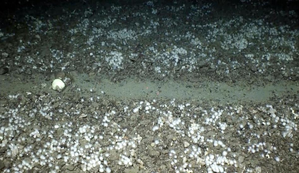 
Bilde av gråbrun havbunn med hvite spetter og et solid søkk i midten, med et tydelig spor etter tråldører