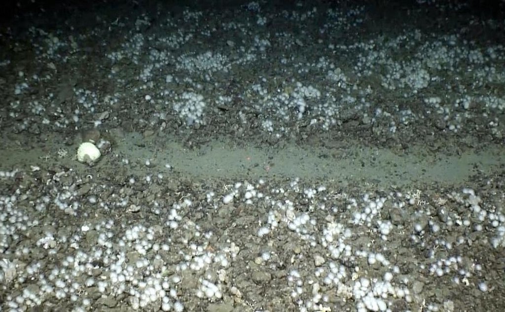 Bilde av gråbrun havbunn med hvite spetter og et solid søkk i midten, med et tydelig spor etter tråldører