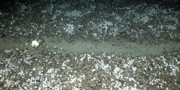 

Bilde av gråbrun havbunn med hvite spetter og et solid søkk i midten, med et tydelig spor etter tråldører