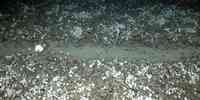 

Bilde av gråbrun havbunn med hvite spetter og et solid søkk i midten, med et tydelig spor etter tråldører