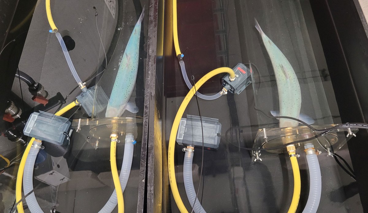 
To fisk sym i kvar sin plastboks. I kvar boks er det slangar og to små boksar som blir brukt til å måle oksygen.