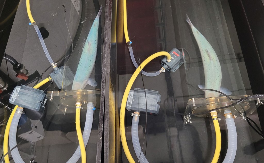 To fisk sym i kvar sin plastboks. I kvar boks er det slangar og to små boksar som blir brukt til å måle oksygen.