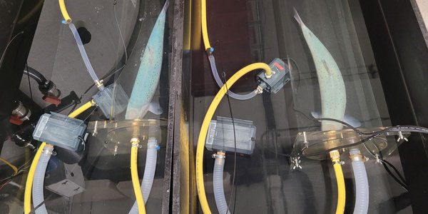 

To fisk sym i kvar sin plastboks. I kvar boks er det slangar og to små boksar som blir brukt til å måle oksygen.