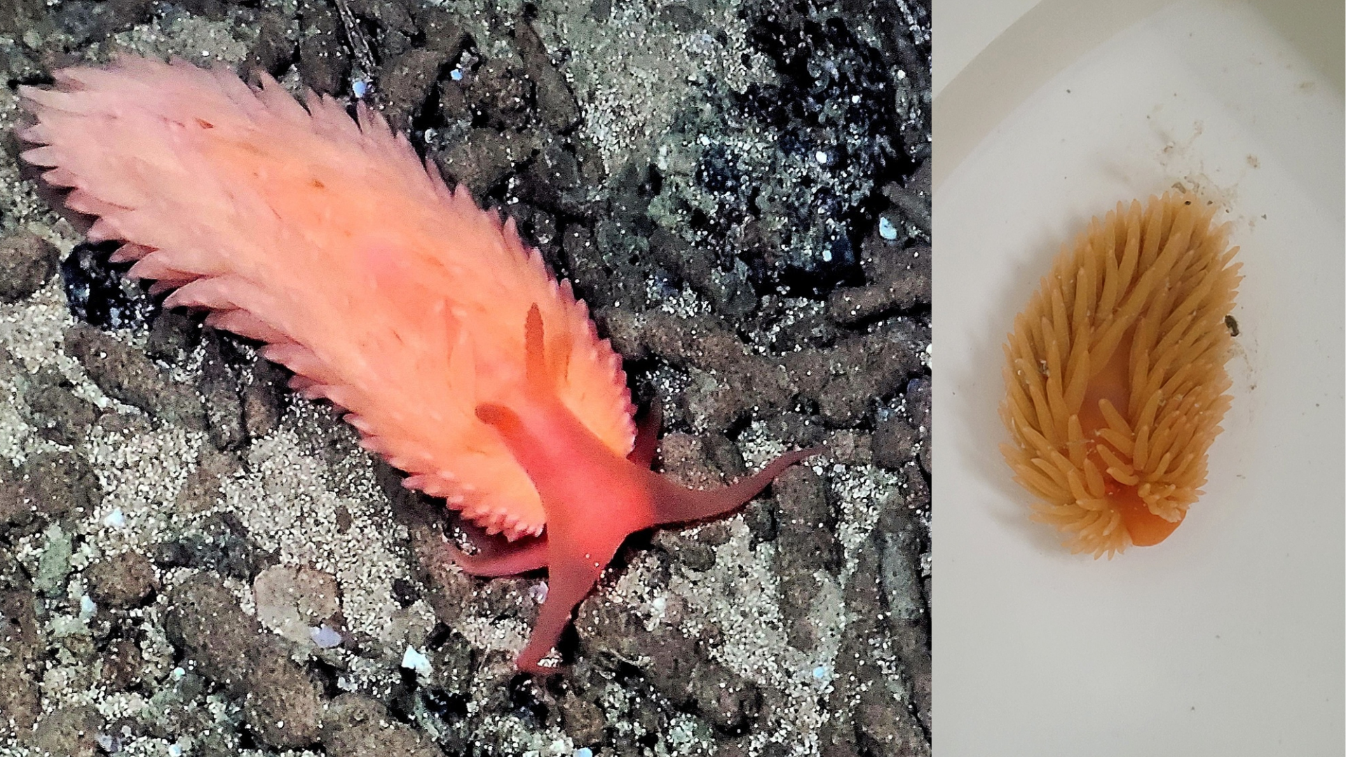 . På bilde to er den same snigelen i ein boks.