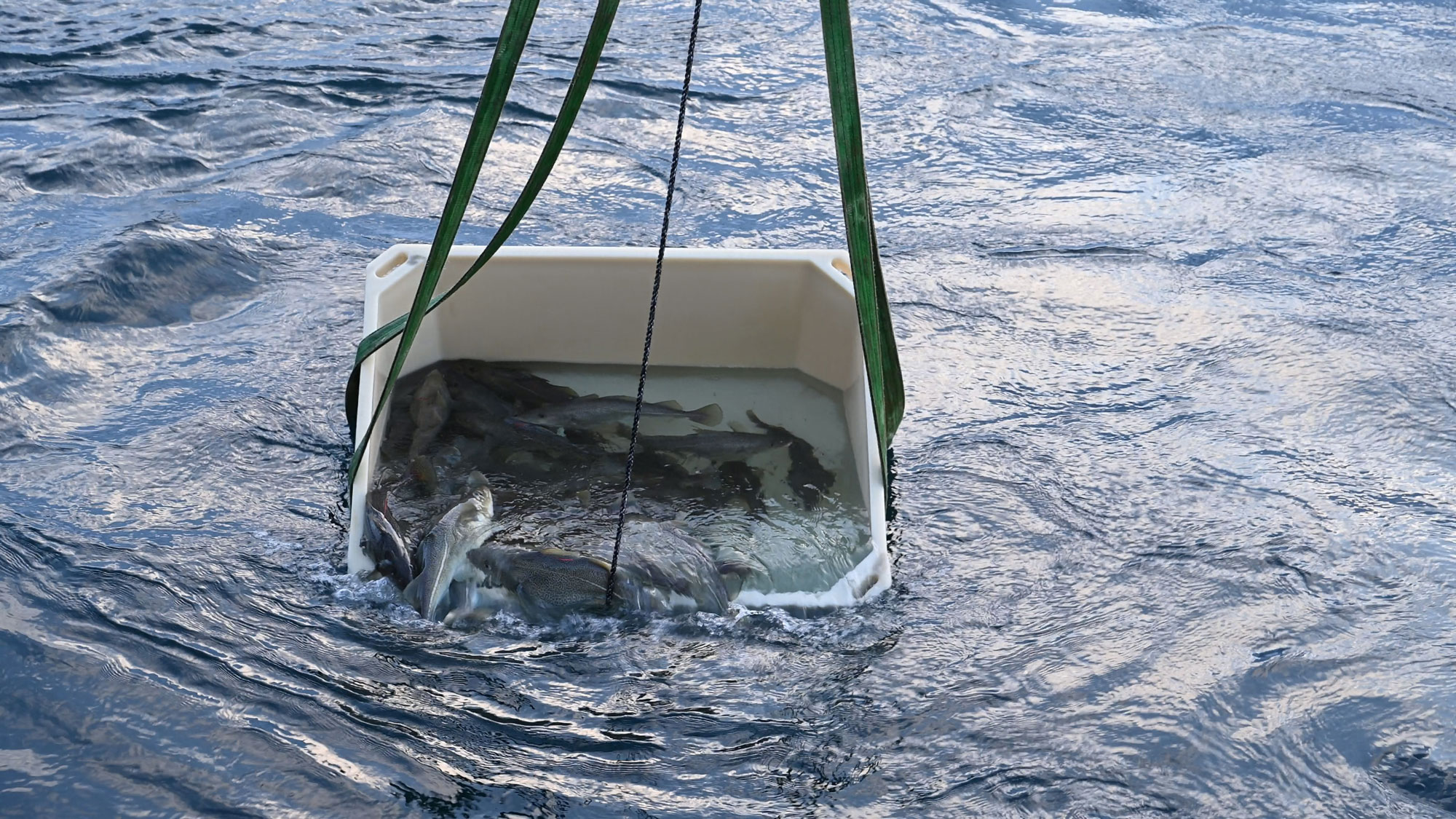 Fisk oppi et kar som senkes ned i sjøen så fisken kan svømme ut.