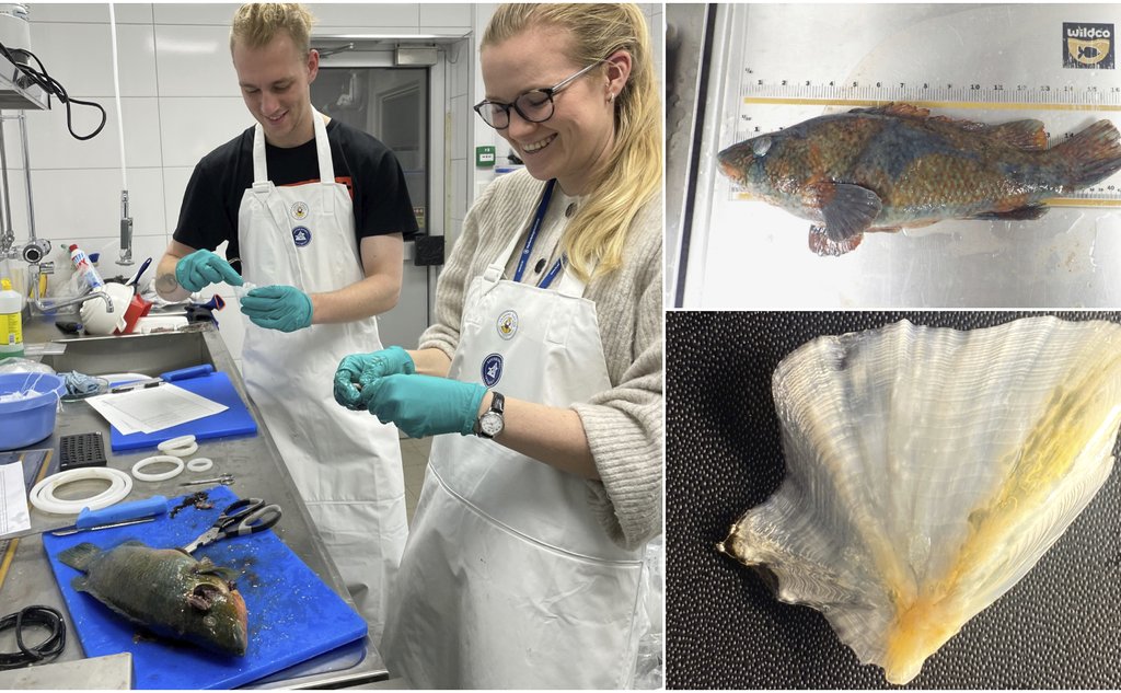 Montasje med bilder av leppefisk, gjellelokk og to forskere med forkle på lab som jobber med leppefisken