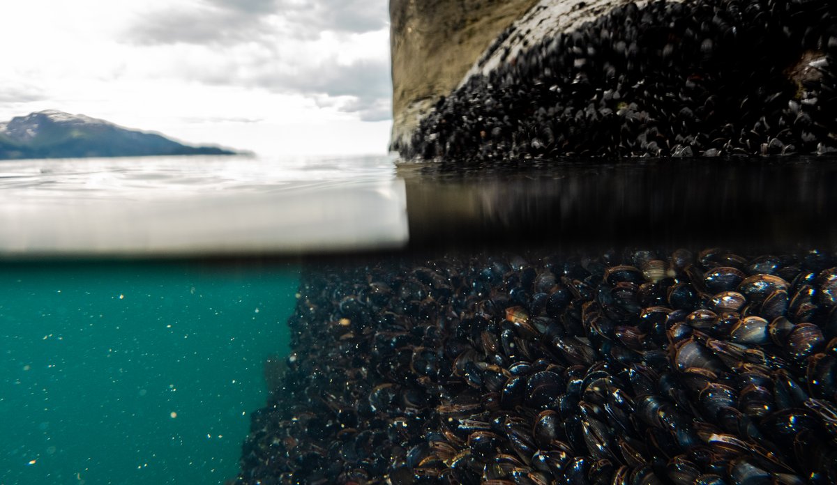 
foto av blåskjell under vann