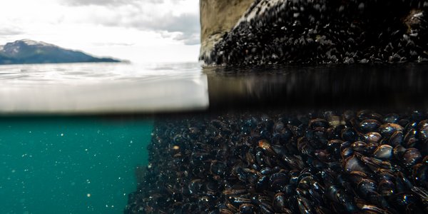 

foto av blåskjell under vann