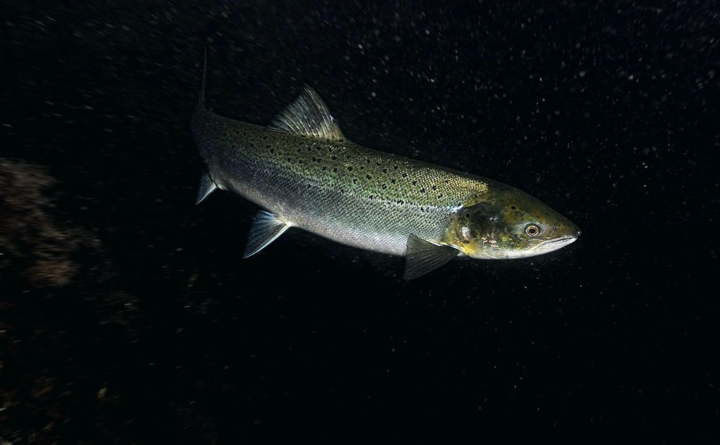 Foto av en villaks under vann med svart bakgrunn
