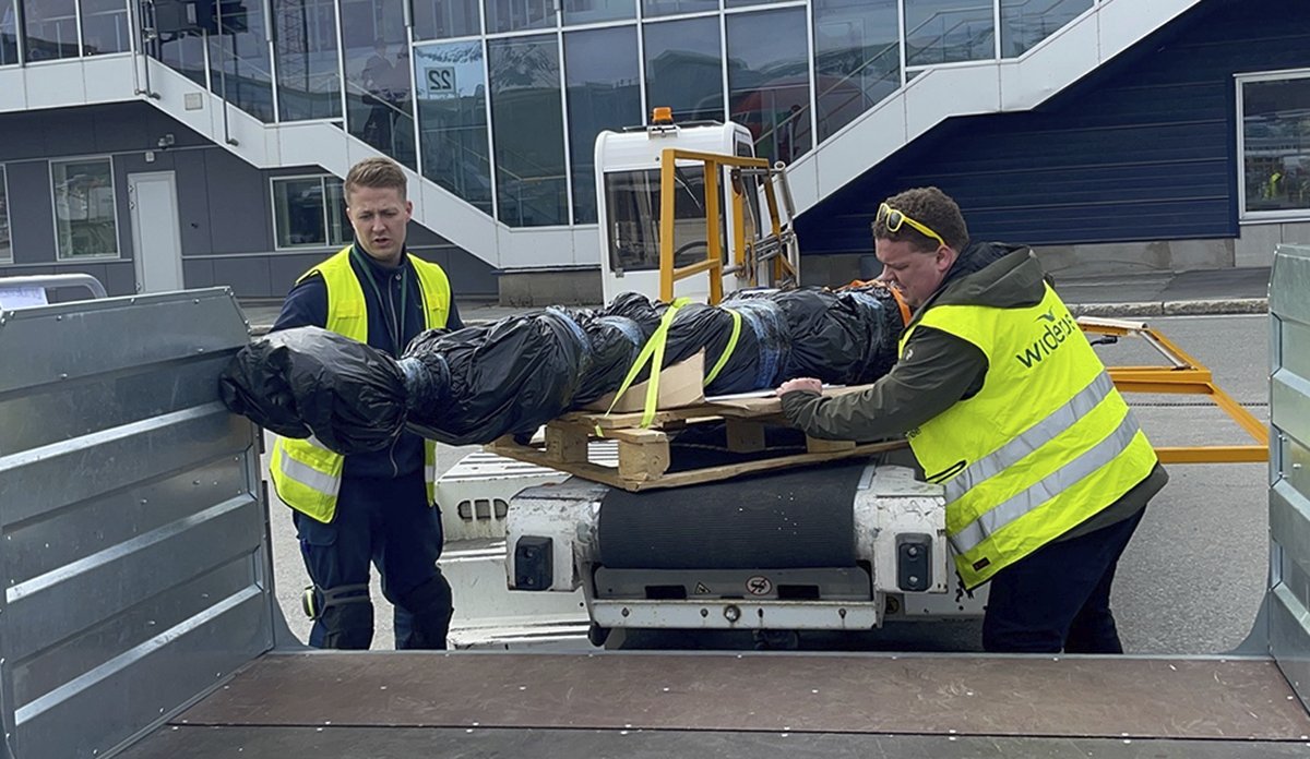 To menn fra Wderøe Cargo laster haien fra et lastebånd over på en vogn. Haien er pakket inn i sort plast.