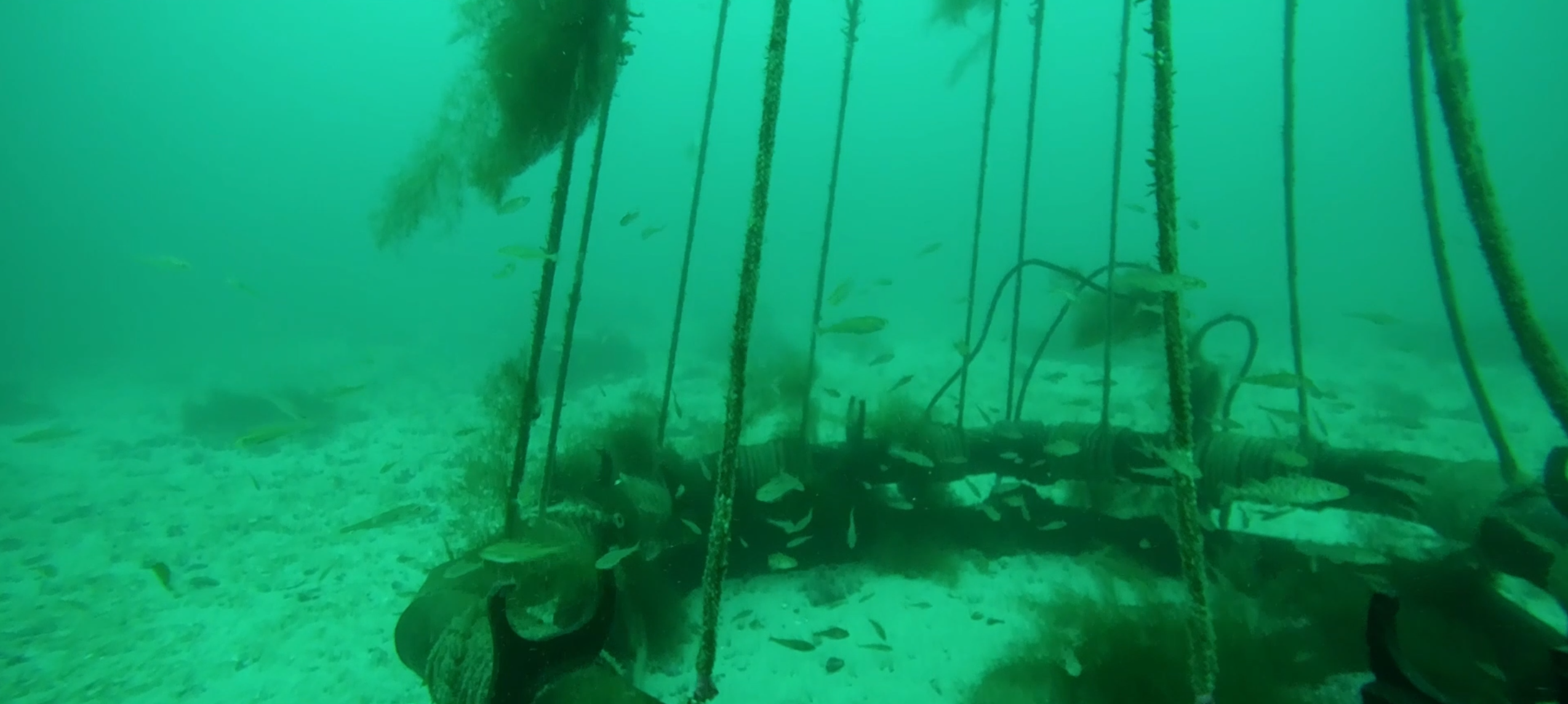 fiskeyngel ved havbunnen, rundt ankeret på et kunstig rev som er vekst til med tare
